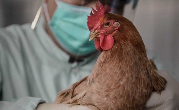 Новость Ситуация с птичьим гриппом под контролем